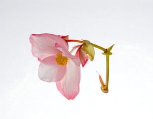 Delicate close-up of a pink begonia flower, with its light petals and stem on a white background