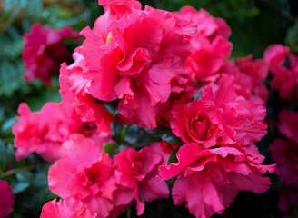 Fototapeta premium pink rose bush
