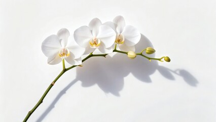 Obraz premium Elegant white orchids bloom beautifully against a clean backdrop for stunning wedding invitations and delicate brand promotions