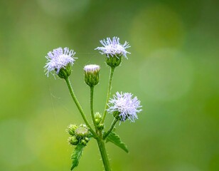 Delicate cluster of small, pale purple wildflowers against soft, green, blurred background