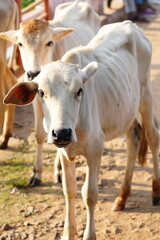 Two Young, Thin Light-Colored Indian Calves on a Dusty Rural Path