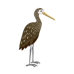 Fototapeta premium vector drawing bird,limpkin , hand drawn Aramus guarauna, isolated nature design elements