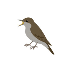 vector drawing bird, thrush nightingale, sprosser, hand drawn Luscinia luscinia , isolated nature design elements