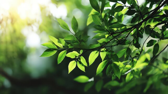 Lush Green Leaves with Sunlit Forest Canopy Fresh Foliage and Backlit Leaves Serene Nature Scene with Abundant Greenery and Sunlight Streaks Natural Environment in Detail