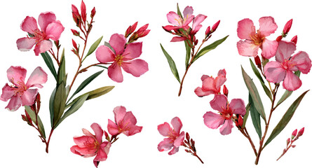 Obraz premium pink magnolia flowers isolated