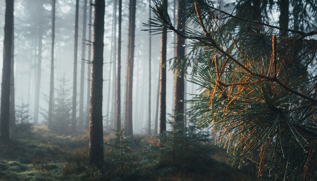 Misty pine forest with dew drops on needles