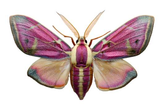 Rosy maple moth isolated on transparent background featuring delicate wing patterns