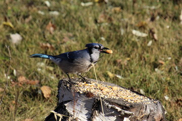 Jay Eating Nuts