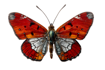 Red butterfly with black spots isolated on transparent background