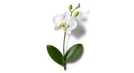 Elegant white orchid blossom with buds and vibrant green leaves on white