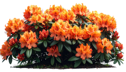 Orange azalea bush with dark green leaves on transparent