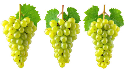 Three bunches of green grapes with leaves, isolated close-up