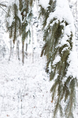 white snow covered green pine trees in forest