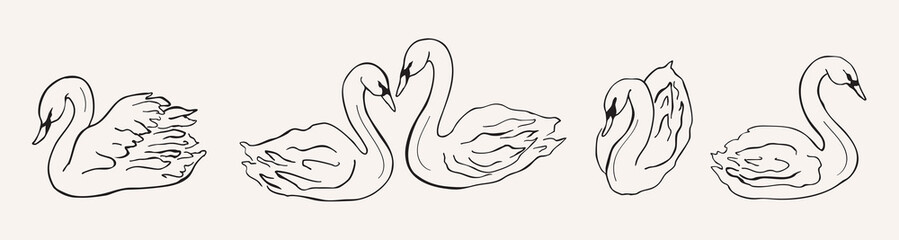 Line art swans drawing. Hand drawn doodle illustration