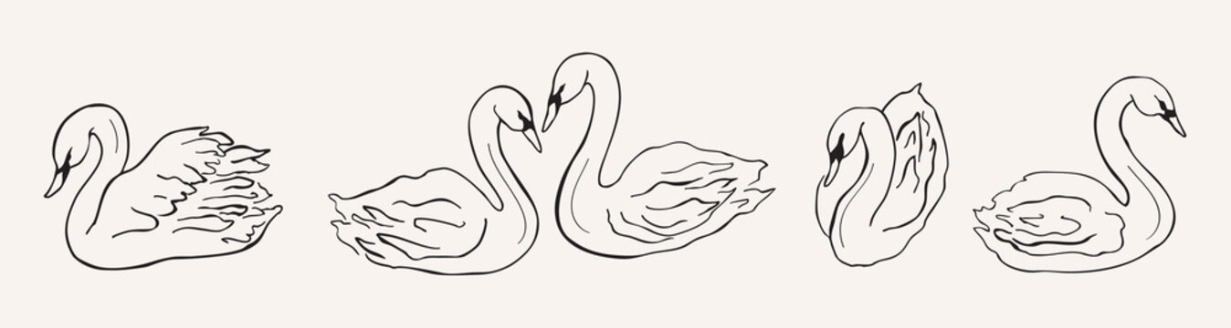Line art swans drawing. Hand drawn doodle illustration