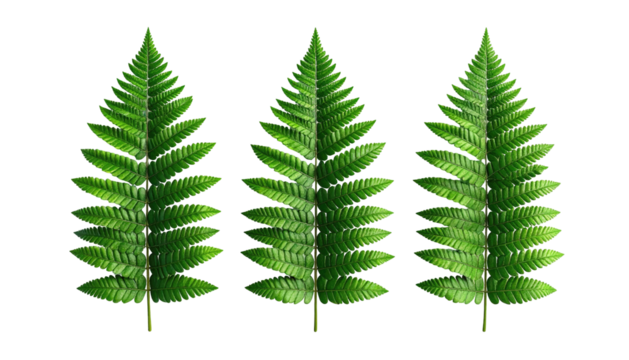 Three vibrant green fern fronds isolated on a dark background