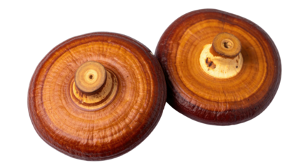 Two brown, layered, circular, wood-like fungi on a black background