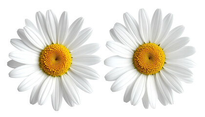 Two white daisies, yellow centers, isolated against black