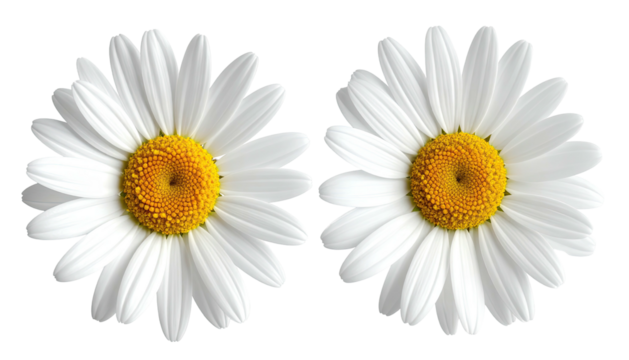 Two white daisies, yellow centers, isolated against black