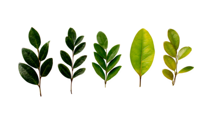 Variety of Green Leaves, isolated on transparent background
