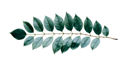 Fern Leaf on Black, isolated on transparent background