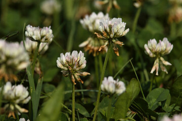 Field of clovers next to a lake in Germany