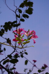 Sparse Bauhinia Blossoms on a Branch Against a Wide, Pale Sky