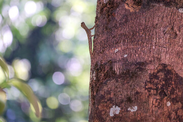 Tiny flying lizard clinging to a tree trunk — delicate reptile with long tail blends into rough bark, captured in soft forest bokeh for nature or wildlife projects.