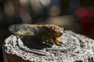 Close up macro shot of brown cicada insect resting on wood. This wildlife bug animal is seen in nature during summer with calm and natural background