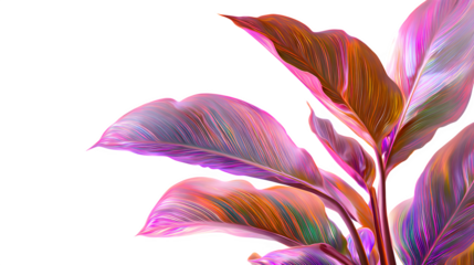 Canna Lily Leaves, Abstract Floral, isolated on transparent background