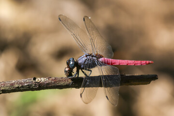 Detailed macro of red dragonfly predator eating prey. colorful insect with transparent wing rests on branch, showcasing stunning moment in nature wildlife