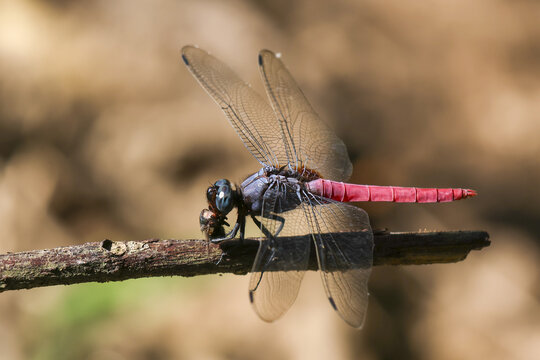 Detailed macro of red dragonfly predator eating prey. colorful insect with transparent wing rests on branch, showcasing stunning moment in nature wildlife - Powered by Adobe