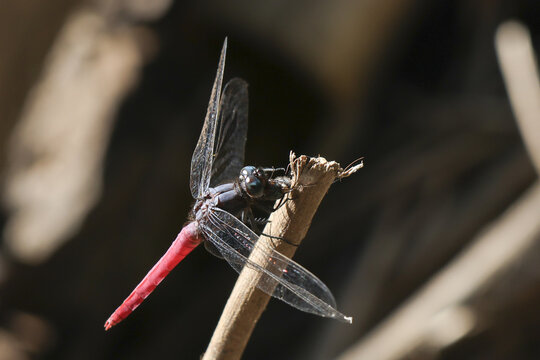Beautiful red dragonfly insect resting on branch. macro close up of animal wildlife in nature showing its delicate wing. peaceful and serene moment in wild