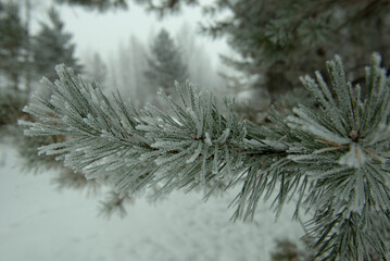 pine branches covered with snow