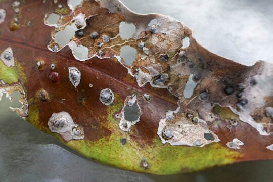 Macro view of single leaf showing decay from plant disease. brown, damaged foliage has holes and fungus, indicating serious pest or pathogen problem