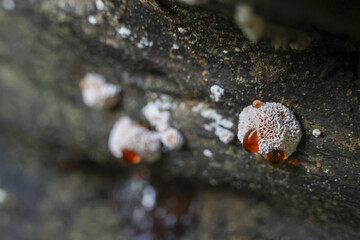 Close up macro view of fascinating white fungus growing on dark tree bark. small mushroom shows red guttation drops, creating mysterious and natural scene