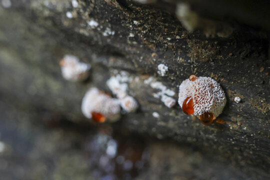 Close up macro view of fascinating white fungus growing on dark tree bark. small mushroom shows red guttation drops, creating mysterious and natural scene