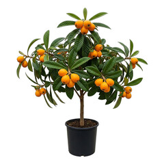 Close-up of orange flowers against on transparent background