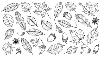Detailed Line Art of Autumn Leaves and Acorns.