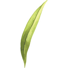 A Delicate Light Green Leaf with Yellow Tones Rises Upward Against a White Background
