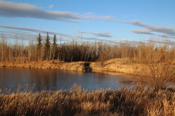 reeds on the bank of lake