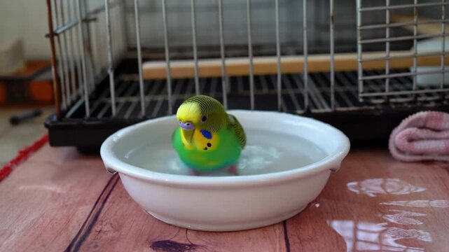 A small parakeet enjoying a refreshing bath in a bowl Stock Video