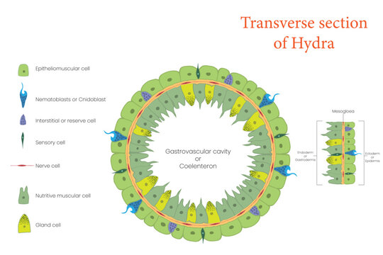 Educational Biology Illustration Showing Hydra Transverse Section Anatomy