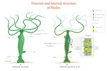 Educational Biology Illustration Showing Hydra External and Internal Body Structure