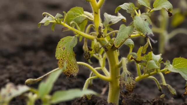 Close up of a potato plant with visible signs of disease affecting its leaves Stock Video