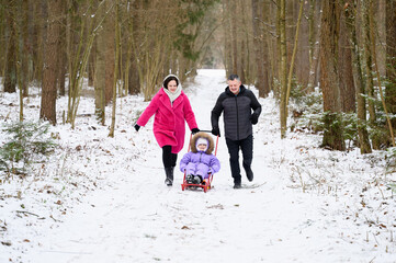 Family sleds along snowy forest trail with child. Mom and dad are pushing sled forward with daughter in it, enjoying winter fun in winter forest. Family Christmas vacation, winter leisure.