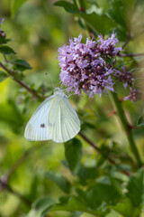 Ein Kleiner Kohlwei&szlig;ling in der Seitenansicht an einer Dost Bl&uuml;te saugend