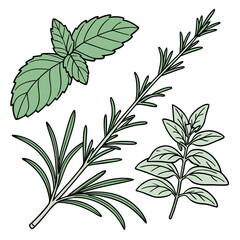 Fresh herbs isolated on for cooking and aromatherapy use