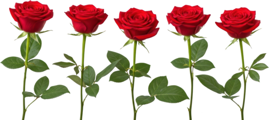 Five Vibrant Red Roses With Green Stems And Leaves Isolated On A Transparent Background Presented In A Row Flower Nature Floral Bloom Botanical Garden Plant Petal Leaf Fresh Beauty Romance