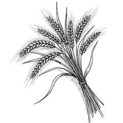 Bundle of wheat ears tied with ribbon in sketch style  